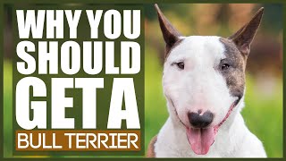 5 Reasons Why YOU SHOULD Get A BULL TERRIER [upl. by Betteann]