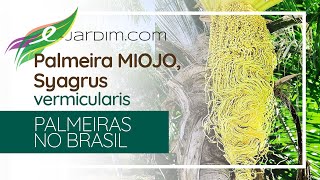 Palmeira MIOJO  macarrão instantâneo  Syagrus vermicularis  Palmeiras no Brasil [upl. by Ettevahs890]