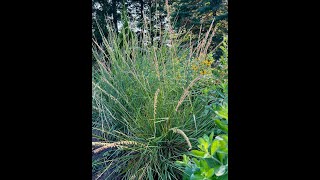 Minnesota Native Plants  SideOats Grama Bouteloua Curtipendula [upl. by Yniar]