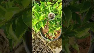 Dwarf Kadamba Plants In Telugu  కదంబ మొక్కలు  Flower Plants In Telugu  Kadiyam Abbai [upl. by Eninnaj770]