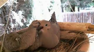 Mourning Dove Family  Part 2 Hatching and raising young [upl. by Witha]