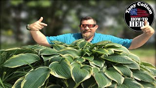 Hostas Trimming back  Summer care of Hostas Hosta Plant care [upl. by Wynny]