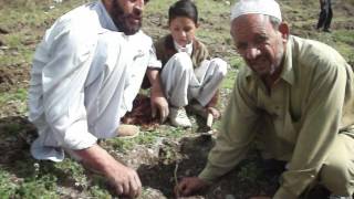 Safaid Moosli Asparagus culitvation in Namli mera Abbottabad Pakistan [upl. by Karia346]