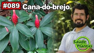 Saúde Pelas Plantas  Cana do Brejo diabetes cistite obesidade hipertensão [upl. by Harday]