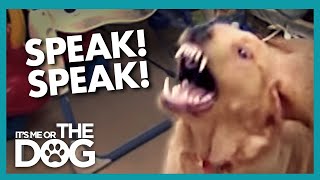 How To STOP Your Dog From Barking using Speak  Its Me or the Dog [upl. by Adrien]