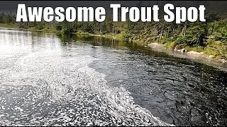 Fishing Brook Trout in A New River [upl. by Eulaliah]