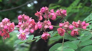 Cassia roxburghii Ceylon senna [upl. by Eidnalem]