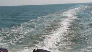 Gannets over Delaware Bay3wmv [upl. by Dieterich329]