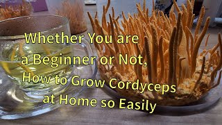 The easiest way to grow Cordyceps militaris at Home [upl. by Iniretake]