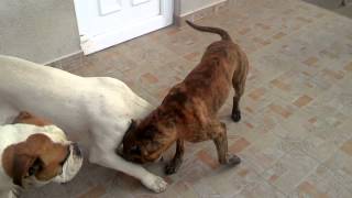 Dog fighting Pitbull vs American bulldog vs Dogo argentino v30 [upl. by Sileray]