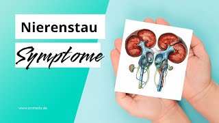 Nierenstau Hydronephrose Symptome und Behandlung [upl. by Kyne409]