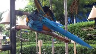 Blue macaws mating [upl. by Aissac]