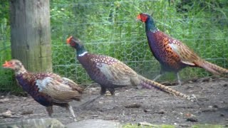 How To Raise Your Own Pheasants [upl. by Izy]