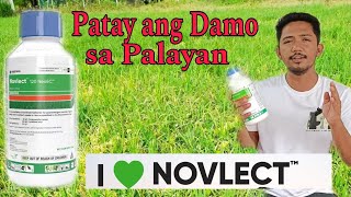 NOVLECT 120 NeoEC HERBICIDE  Paraan Ng Paggamit  814 days pagkatanim  1520 days pagkatanim [upl. by Rebah]