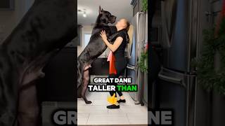 One Of The Worlds Tallest Great Danes 🐕‍🦺😱 shorts doglove dogs greatdane greatdanedog [upl. by Ehtiaf]