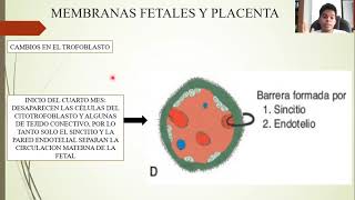 EMBRIOLOGÍA DEL TERCER MES AL NACIMIENTO EL FETO Y LA PLACENTA [upl. by Seka369]