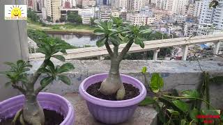 Dhaka City Rooftop Garden Metrorail [upl. by Craddock261]