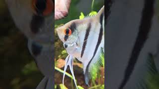 Freshwater pterophyllum scalare symphysodon fishroom aquarium [upl. by Bronny]