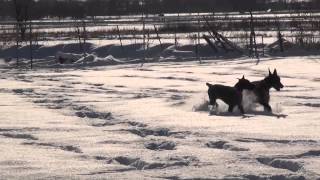 Doberman snow chase Dobermans running in the snow [upl. by Azirb]