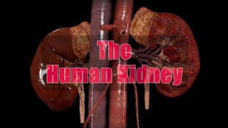 The human kidney  Best video ✨ [upl. by Roby304]