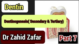 Part7 Dentin Dentinogenesissecondary amp tertiary dentin dentindentinogenesissecondarytertiary [upl. by Mensch806]