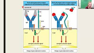 HumoralMediated Immunity  Part 1 2023 Update [upl. by Kory914]