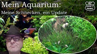 Meine Schnecken  ein Update  Mein Aquarium 40 [upl. by Neirual]