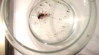 Woodlouse spider Vs unknown spider DeathMatch [upl. by Ahseki]