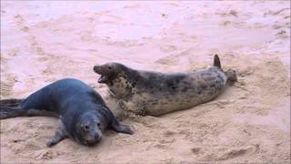 Grey Seals fighting at Horsey Norfolk [upl. by Sonya]