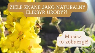 KRÓLOWA ZIÓŁ  DZIEWANNA  JAK WYKORZYSTAĆ JEJ WSPANIAŁE WŁAŚCIWOŚCI🌿 [upl. by Ilyak866]