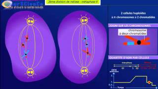 la meiose [upl. by Derayne]