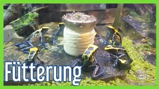 Dendrobaten Richtig Füttern für Anfänger Mit Vitamine PfeilgiftfroschDartfrog [upl. by Hagep941]