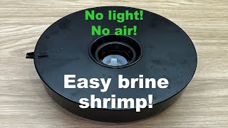 How to hatch brine shrimp Artemia with no light and no air stone [upl. by Hcurab]