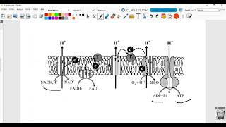 SVT Correction examen national 2018 session de rattrapage filière PC Respiration et fermentation [upl. by Hsejar]