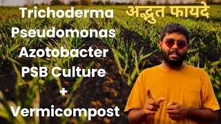 Benefits of Trichoderma  How to use Trichoderma and other Organic Fungicide with Vermicompost [upl. by Holds]