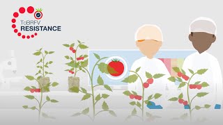 Does rootstock choice affect ToBRFV resistance [upl. by Anitsim]