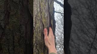 The bark of honey locust Gleditsia triacanthos tree arborist nature botany plants trees [upl. by Mundford]