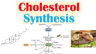 Cholesterol Synthesis  How Our Bodies Make Cholesterol [upl. by Acus]