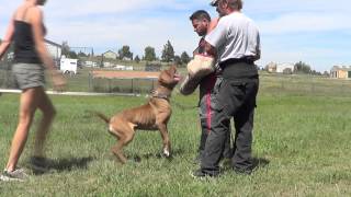 Tornabenes Bandogge Achilles 45 years old working on build up [upl. by Laehcim916]