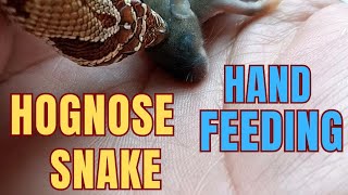 hognose snake feeding [upl. by Aicital12]