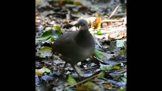 Inambuchintã Tataupa Tinamou biodiversity [upl. by Nabois370]