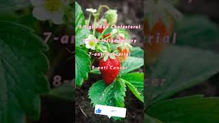 Strawberry Health Benefits  English People amp Blogs Video shorts viral [upl. by Dew770]