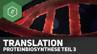 Die Translation  Proteinbiosynthese Teil 3 [upl. by Anelegna771]