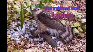 នេះជាបក្សីប្រម៉ាញ់ Sharp Shinned Hawk [upl. by Aivirt]