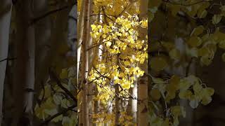 Stunning Golden Aspens at Kebler Pass Colorado [upl. by Keligot]