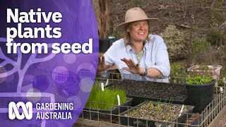 How to grow Australian native plants from seed  Australian native plants  Gardening Australia [upl. by Cassilda694]