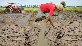 Unique Fishing Technique Tool  Find amp Catfish Underground Secret in Cast Jute  Fishing Dry Season [upl. by Anilra]