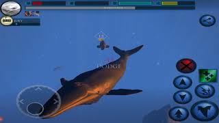 Blue Whale Simulator 3D  Deep Ocean Ultimate Ocean Simulator By GlutenFree games [upl. by Sanford405]