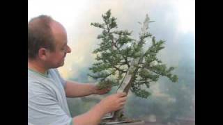 Italian Cypress Bonsai Styling Demonstration [upl. by Llerdnek]