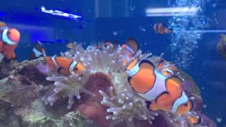 Finally found my Mocha DiVinci Clownfish [upl. by Hazrit897]